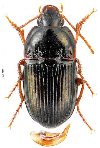 Réf. 130 473 : Amara praetermissa