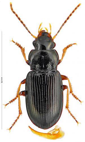 Réf. 130 474 : Trichotichnus laevicollis