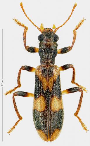 Opilo mollis