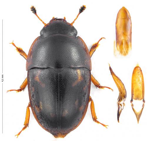 Cryptarcha strigata