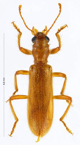 Réf. 130 472 : Opilo pallidus