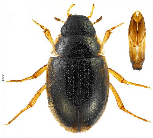 Laccobius atratus