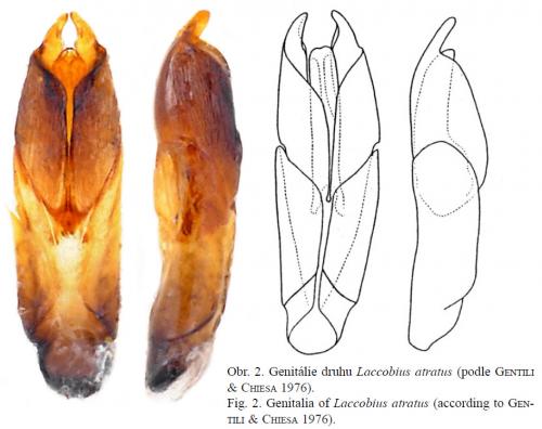 Laccobius atratus