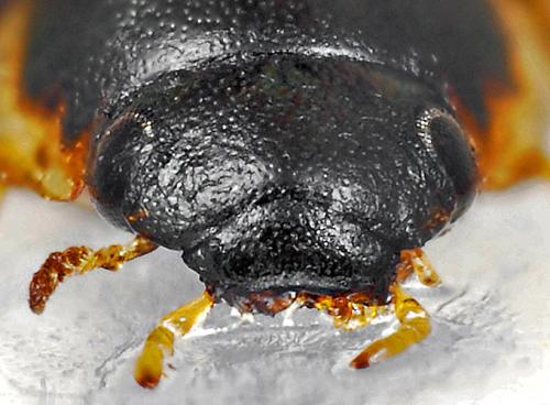 Laccobius atratus