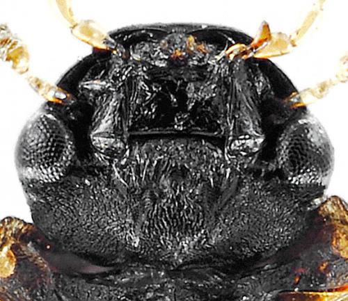 Laccobius atratus