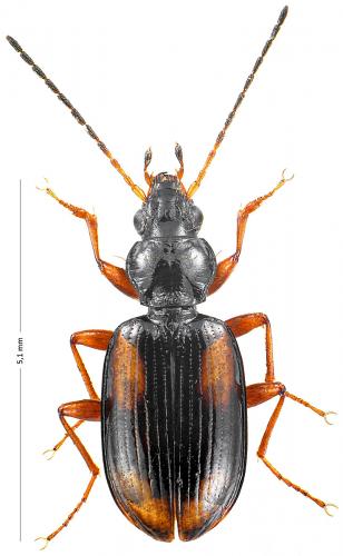 Bembidion bualei bualei