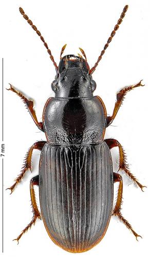 Harpalus pygmaeus