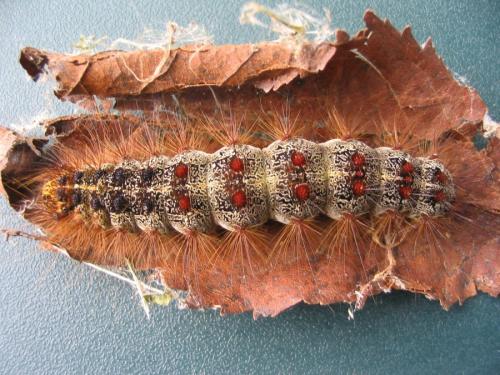 Réf. 130 575 : Lymantria dispar