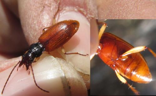 Réf. 130 478 : Penetretus rufipennis
