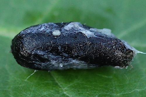 Réf. 130 811 : Nematus alniastri