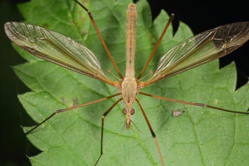 Tipula oleracea