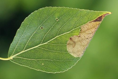 Heterarthrus ochropoda