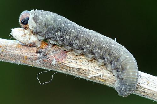 Réf. 130 829 : Empria candidata