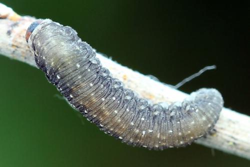 Empria candidata
