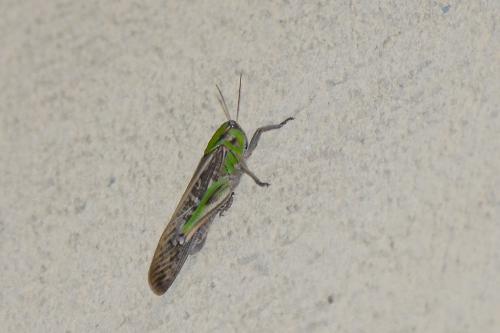 Réf. 130 568 : Locusta migratoria
