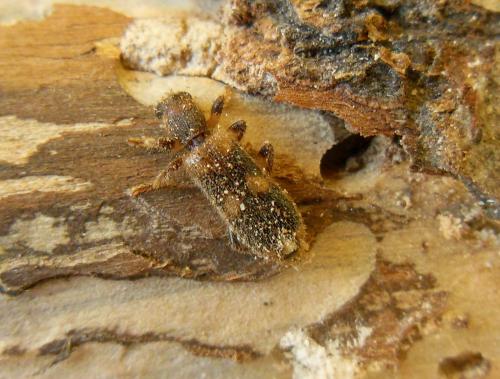 Opilo domesticus