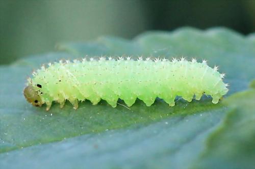 Réf. 130 786 : Monardis plana