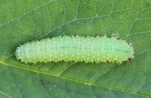 Monardis plana