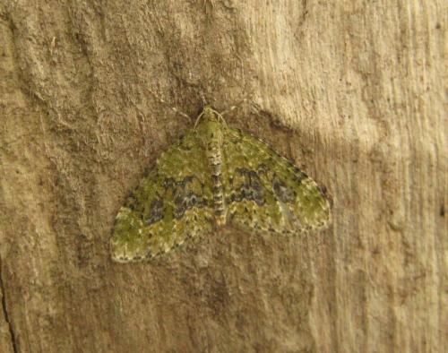 Réf. 130 031 : Acasis viretata