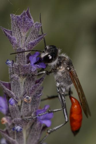 Podalonia tydei