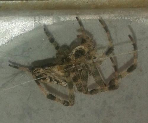 Araneus sp.