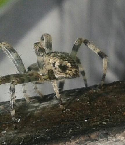 Araneus sp.