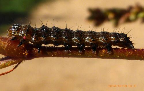 Helicoverpa armigera