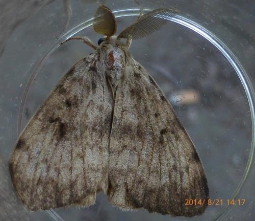 Lymantria dispar