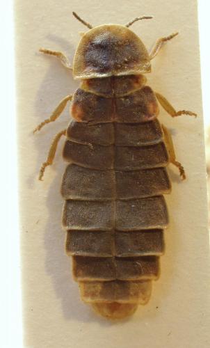 Lampyris noctiluca