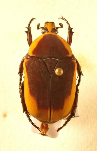 Réf. 130 904 : Pachnoda concolor teocchii