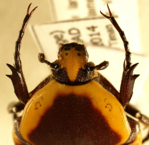 Pachnoda concolor teocchii