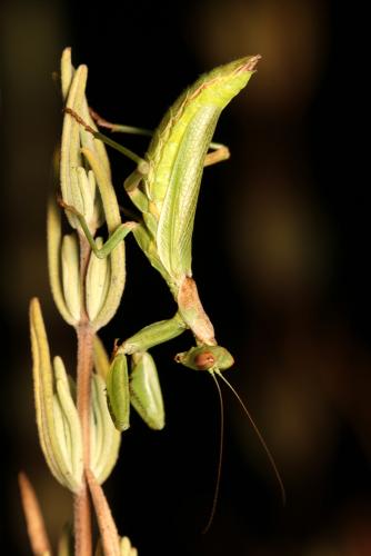 Ameles spallanzania
