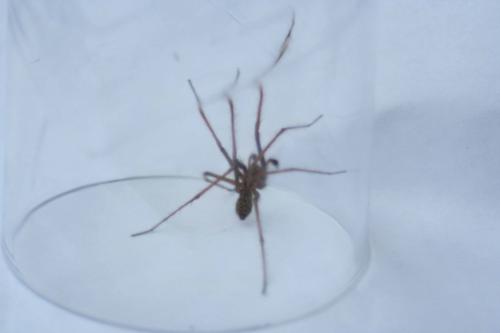 Tegenaria sp.