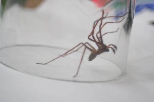 Tegenaria sp.