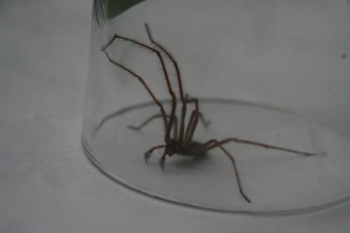 Tegenaria sp.