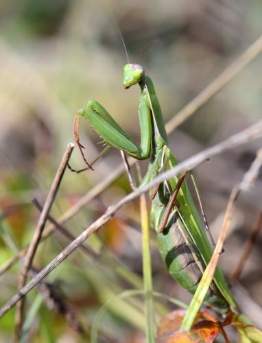 Réf. 130 391 : Mantis religiosa