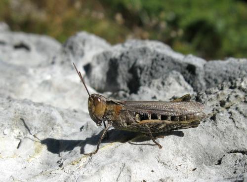 Chorthippus sp.
