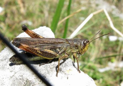 Réf. 130 686 : Stauroderus scalaris scalaris