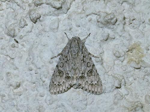 Réf. 130 398 : Acronicta aceris