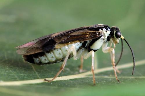 Heterarthrus ochropoda