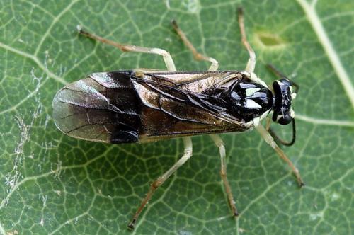 Heterarthrus ochropoda