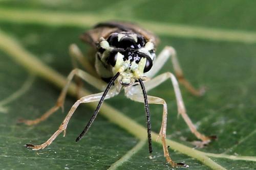 Heterarthrus ochropoda