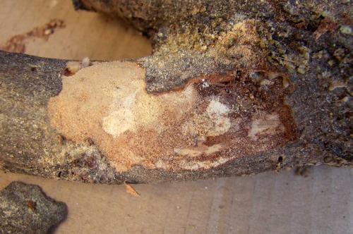 Réf. 130 071 : Penichroa fasciata