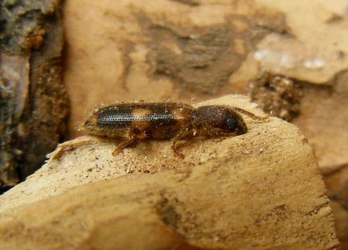 Opilo domesticus