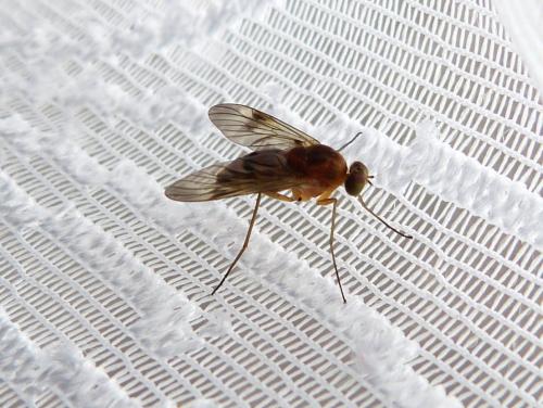 Chrysopilus sp.