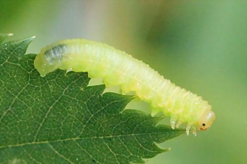 Monardis plana
