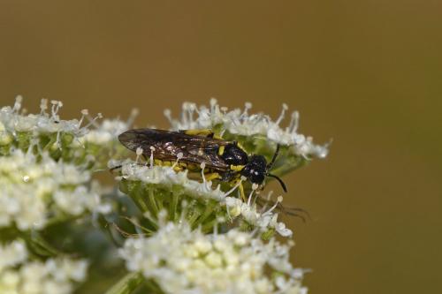 Tenthredo (arcuata)