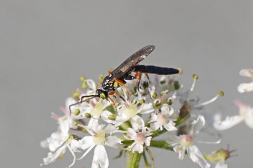 Réf. 130 381 : Ichneumoninae inconnu