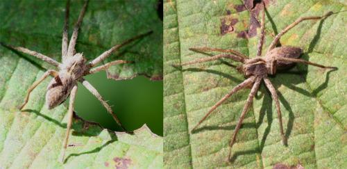 Pisaura mirabilis