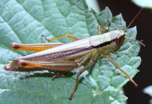 Réf. 130 402 : Mecostethus parapleurus parapleurus